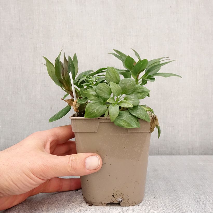 Alstroemeria Pitchounes Gaspard 1L/1.5L pot sample as delivered in spring