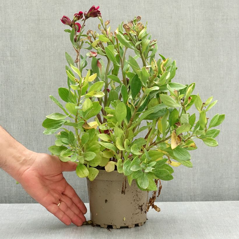 Alstroemeria Pitchounes Leonie 2L/3L pot sample as delivered in spring
