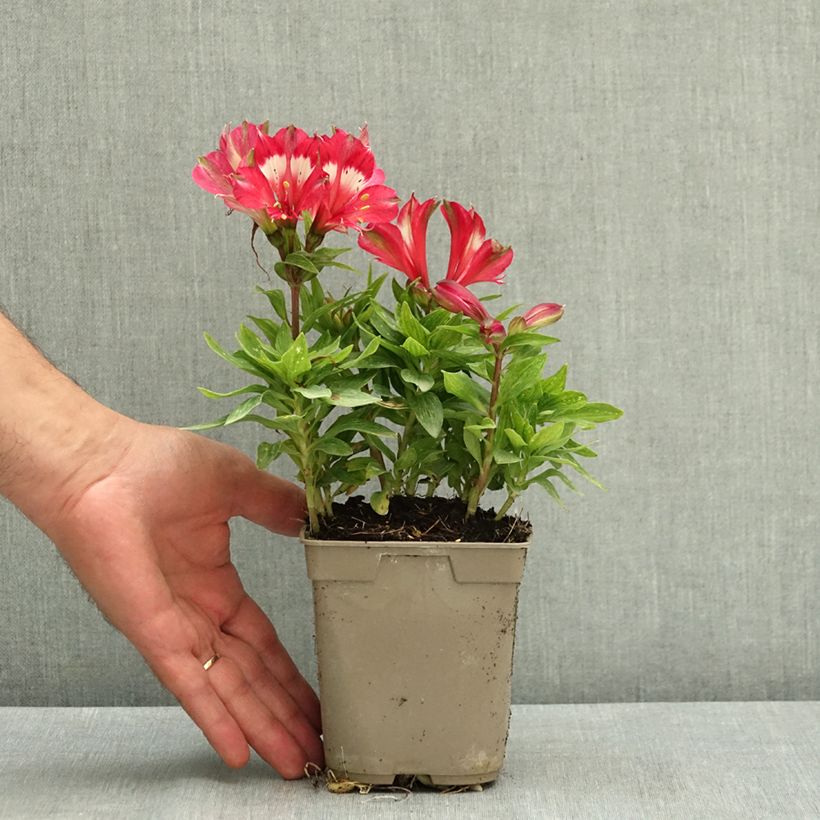 Alstroemeria Pitchounes Lily Rose 1L/1.5L pot sample as delivered in summer