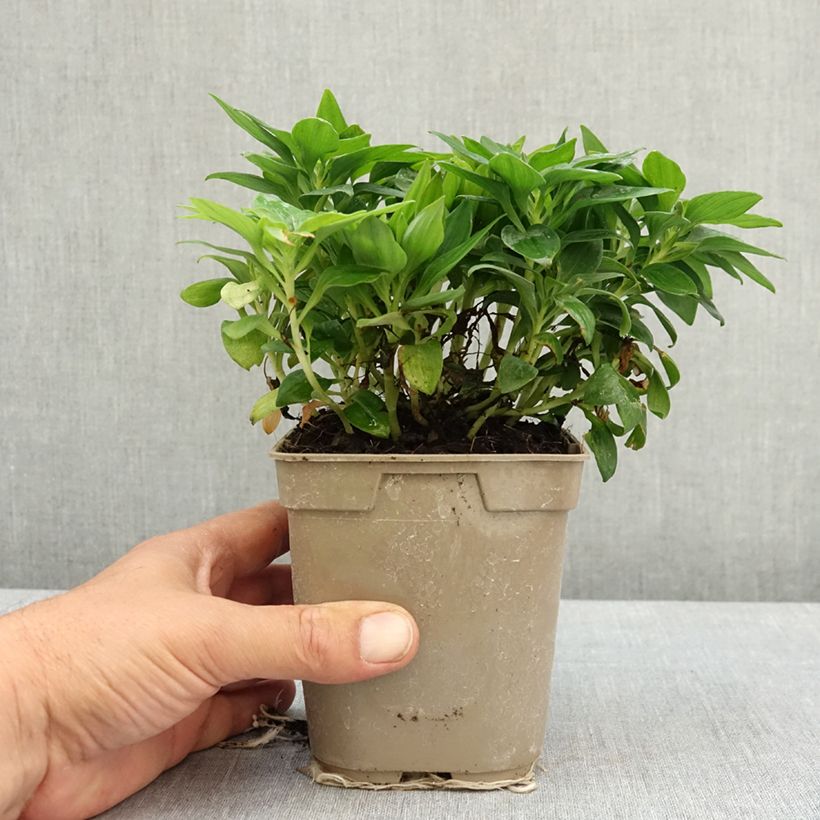 Alstroemeria Pitchounes Lily Rose 1L/1.5L pot sample as delivered in spring