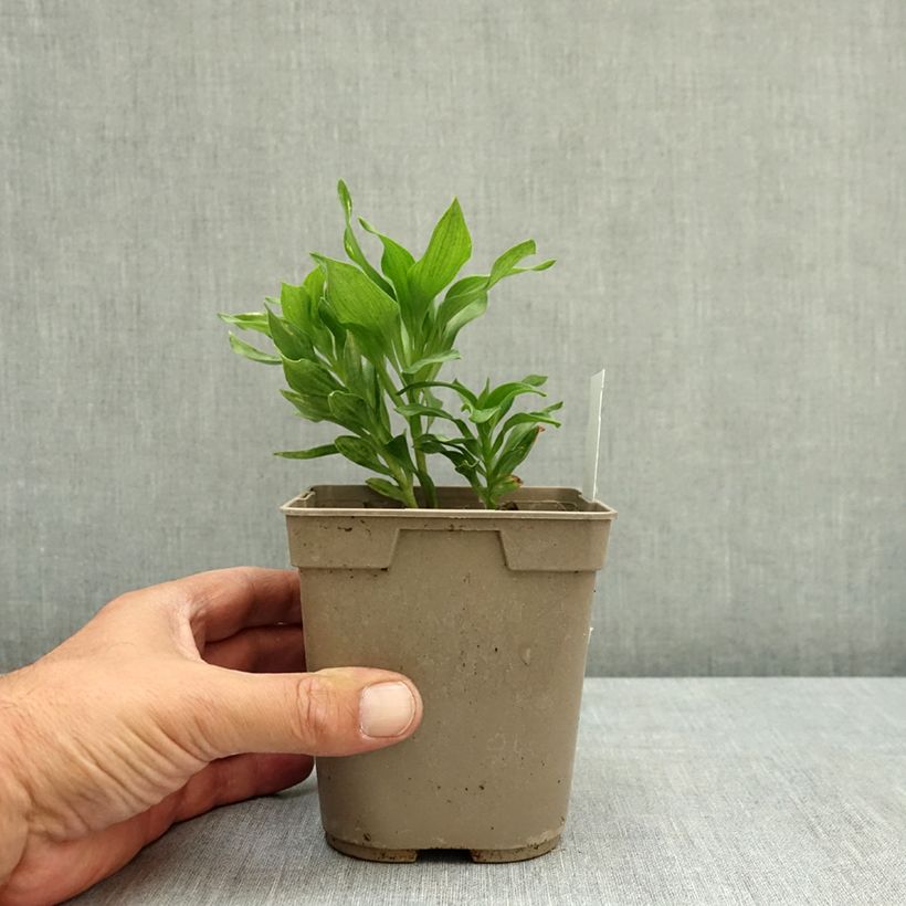 Alstroemeria Pitchounes Lola 1L/1.5L pot sample as delivered in summer