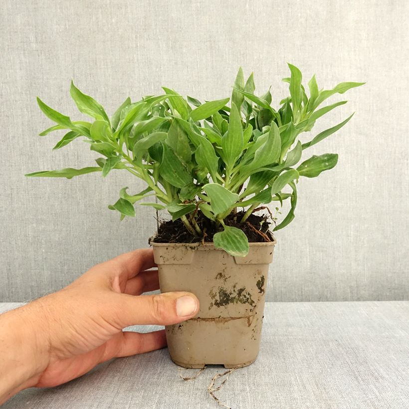 Alstroemeria Pitchounes Lola 1L/1.5L pot sample as delivered in spring