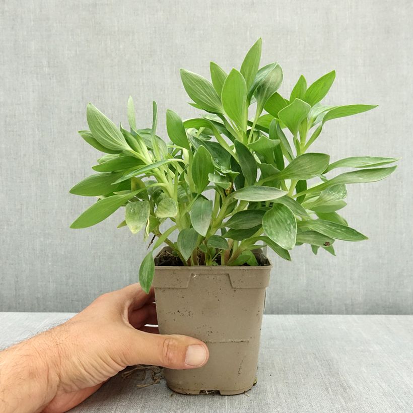 Alstroemeria Pitchounes Oceane 1L/1.5L pot sample as delivered in summer