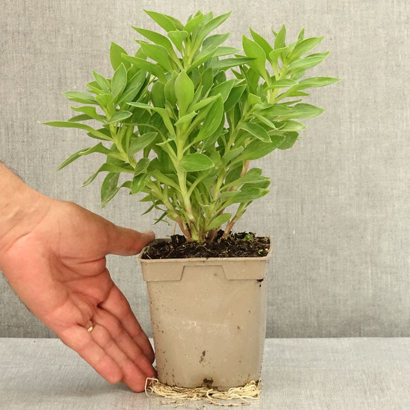 Alstroemeria Pitchounes Rosie 1L/1.5L pot sample as delivered in summer