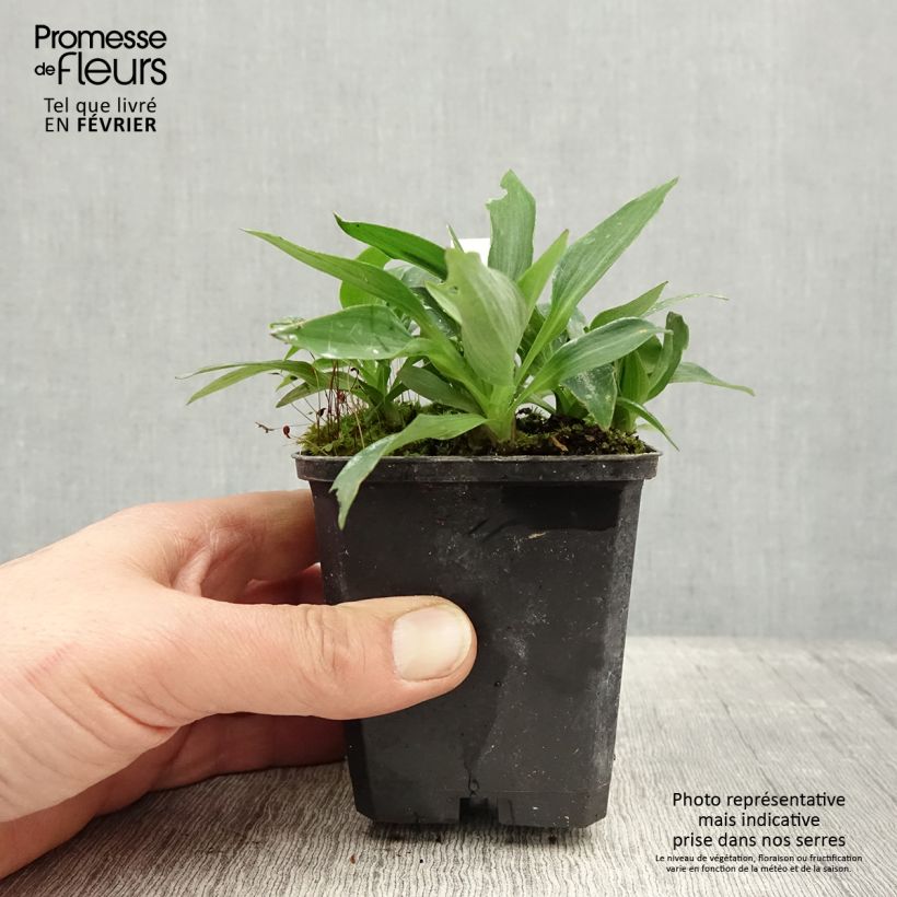 Alstroemeria Pitchounes Timoté 8/9 cm pot sample as delivered in winter