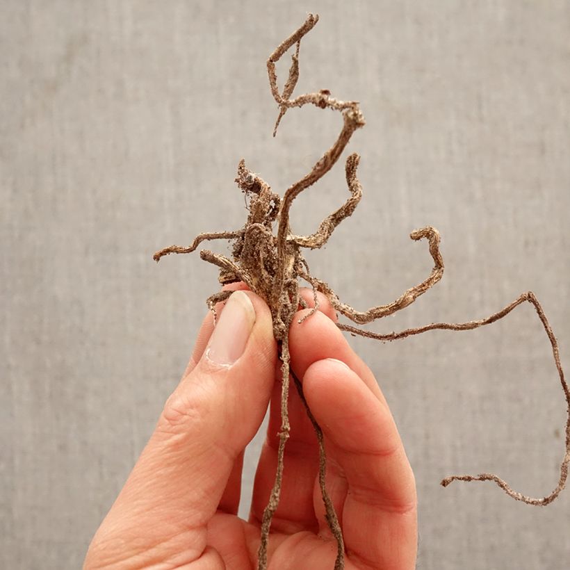 Alstroemeria aurea Lutea Bulb size I sample as delivered in spring