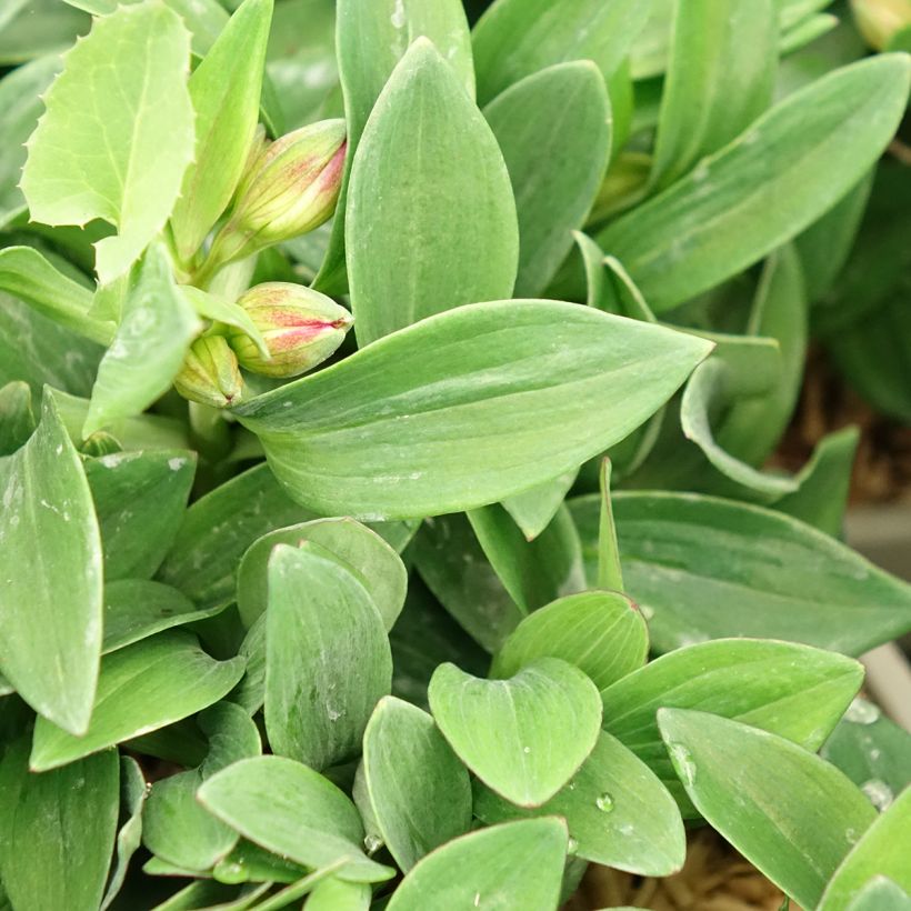 Alstroemeria Incalys Cherry - Dwarf Peruvian lily (Foliage)