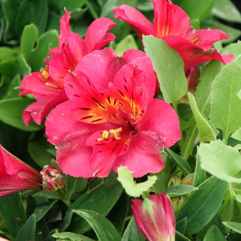 Alstroemeria Incalys Cherry - Dwarf Peruvian lily (Flowering)
