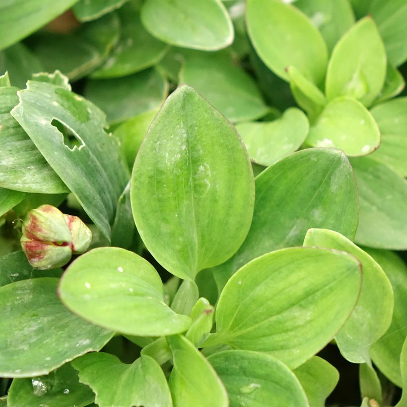 Alstroemeria Incalys Purple (Foliage)