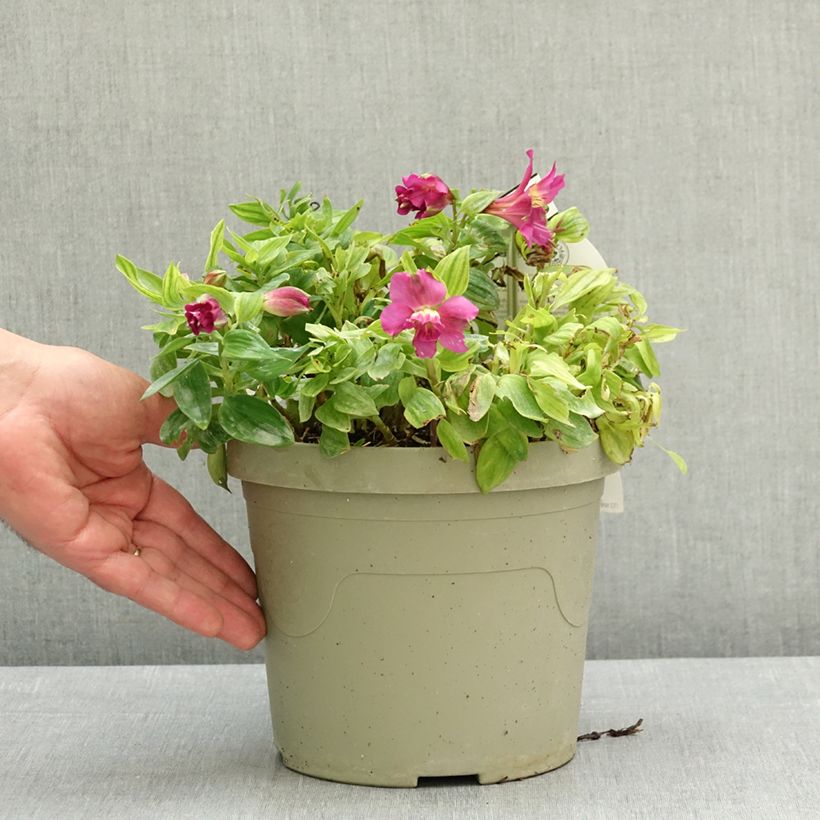 Alstroemeria Incalys Purple 3L/4L pot sample as delivered in spring