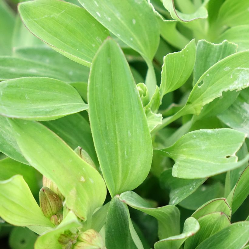Alstroemeria Incalys Salmon (Foliage)