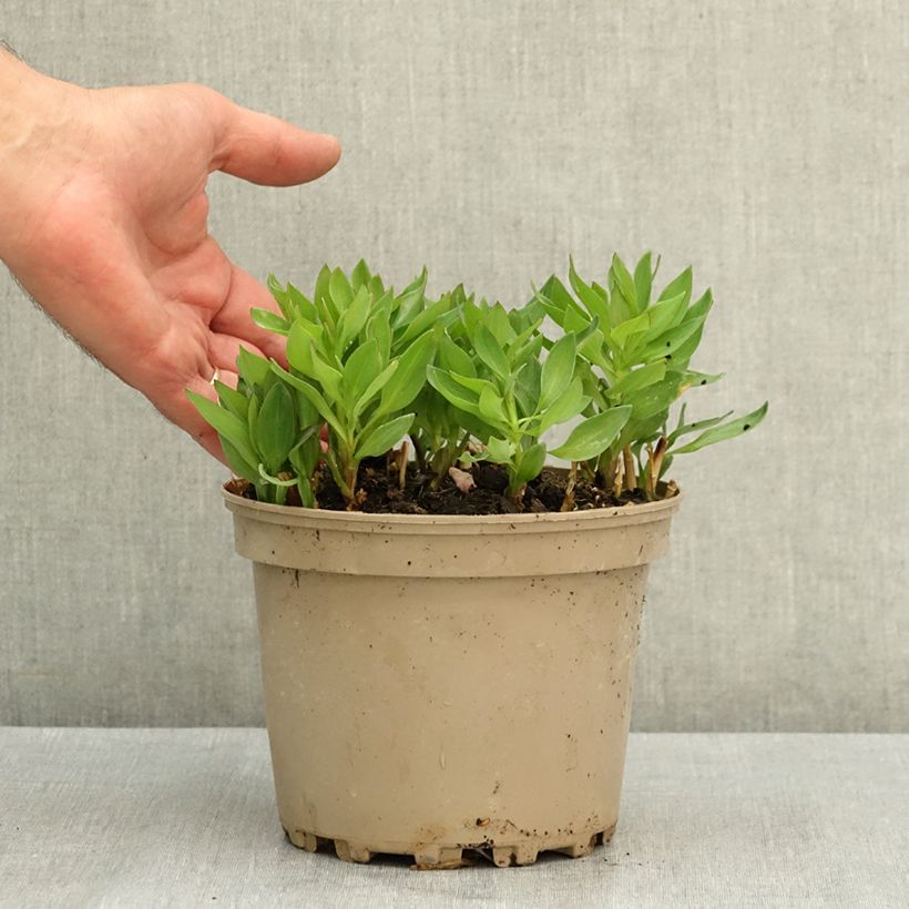 Alstroemeria Incalys Salmon - Lis des Incas Pot de 3L/4L sample as delivered in summer