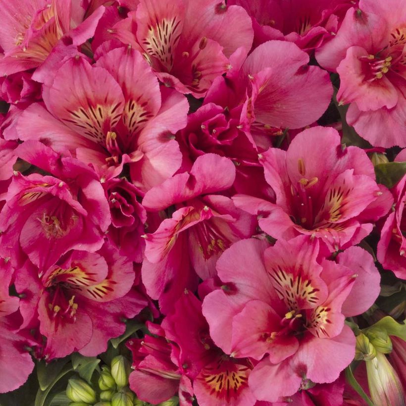 Alstroemeria Inticancha Sun Malaga - Peruvian Lily (Flowering)