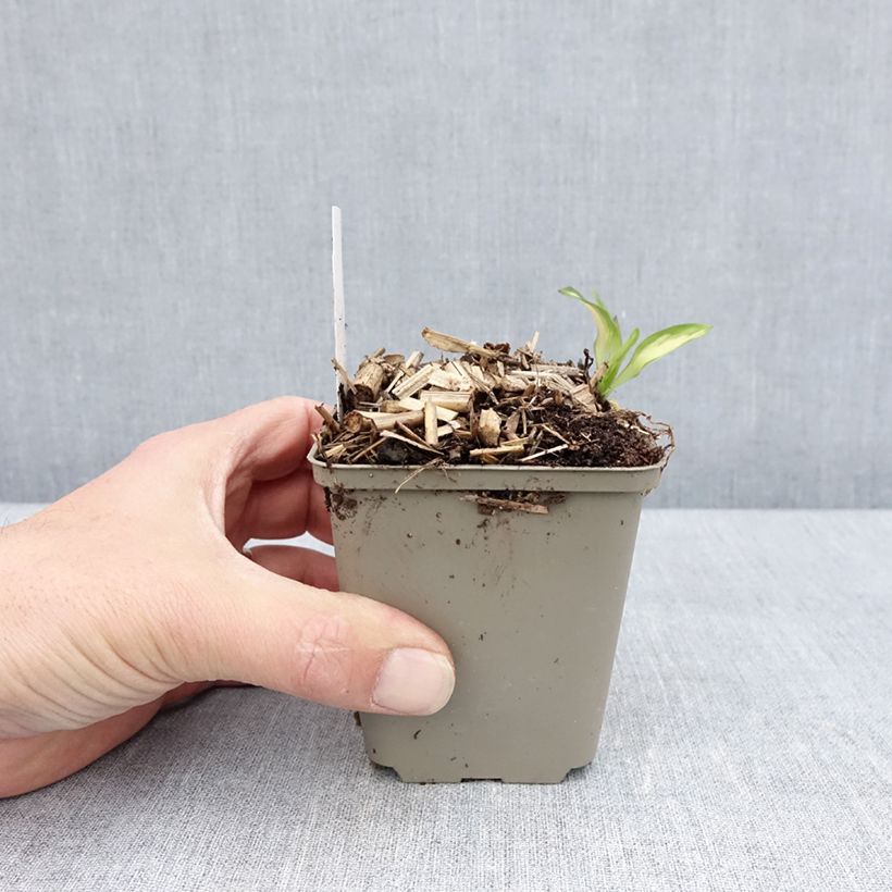 Alstroemeria Rock 'N' Roll - Peruvian Lily 8/9 cm pot sample as delivered in spring