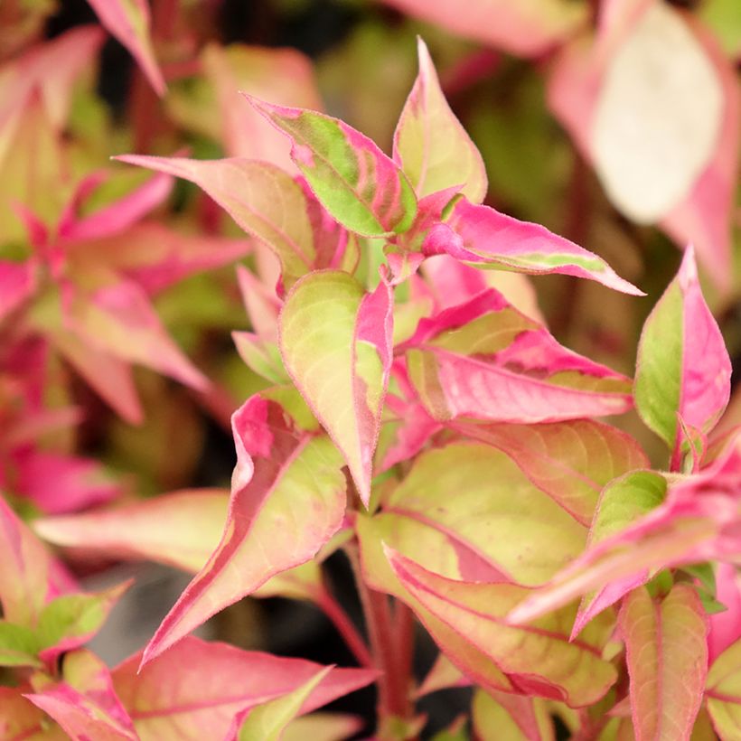 Alternanthera ficoidea Party Time - Joseph's Coat (Foliage)