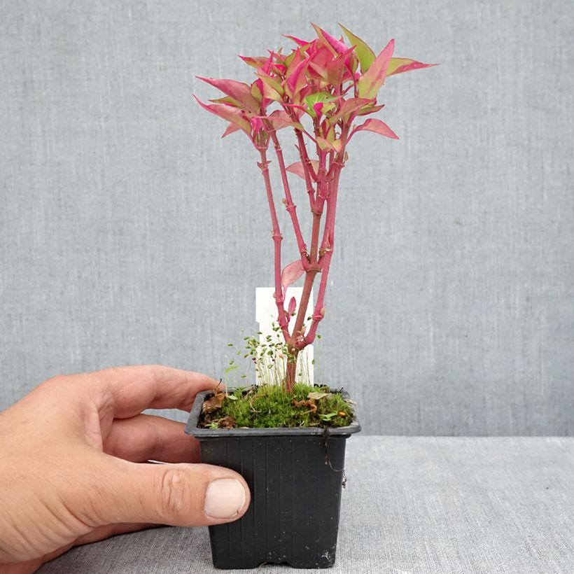 Alternanthera ficoidea Party Time - Joseph's Coat 8/9 cm pot sample as delivered in autumn