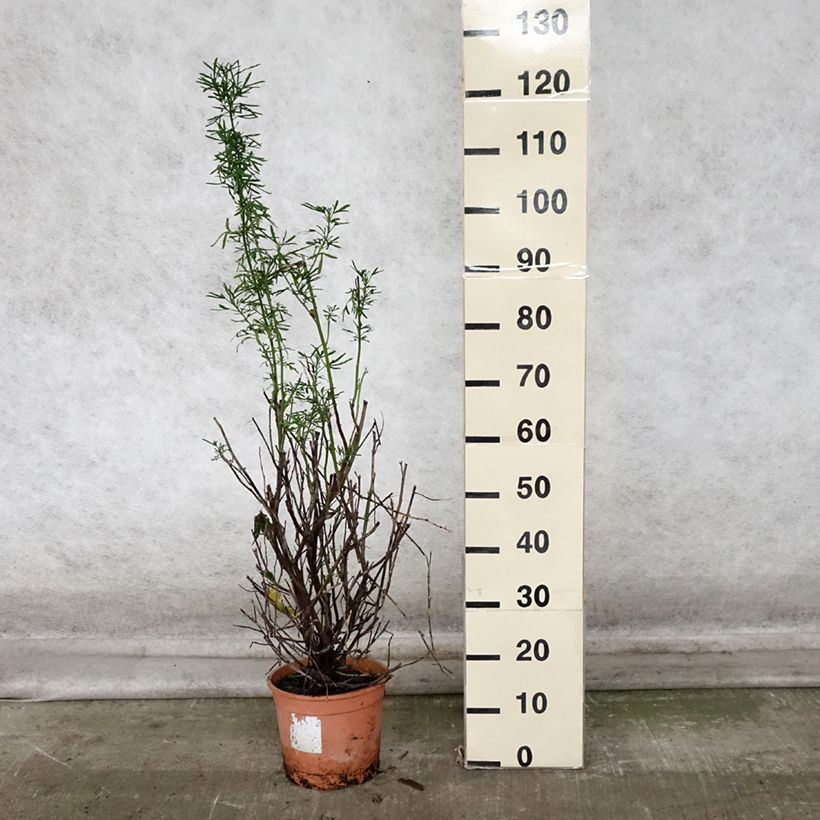 Alyogyne cuneiformis 3L/4L pot sample as delivered in autumn