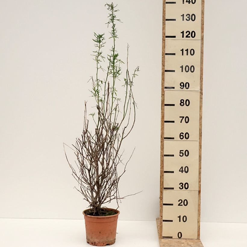 Alyogyne cuneiformis 3L/4L pot sample as delivered in winter