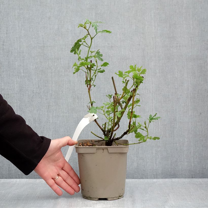 Alyogyne huegelii 3L/4L pot sample as delivered in autumn