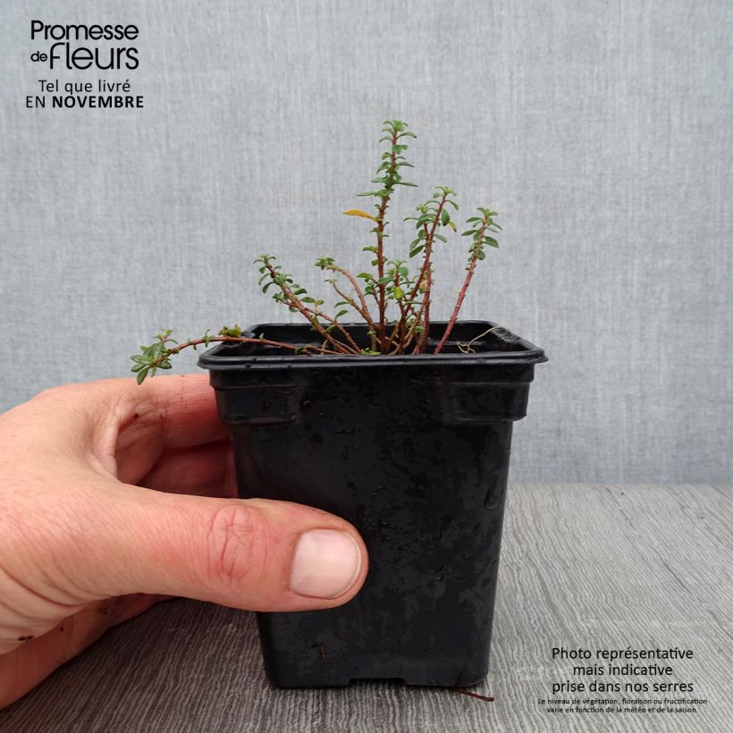 Alyssum argenteum 7/8 cm pot sample as delivered in autumn