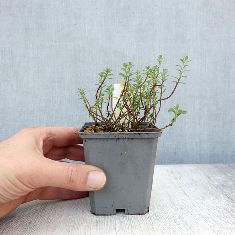 Alyssum montanum Berggold 8/9 cm pot sample as delivered in autumn