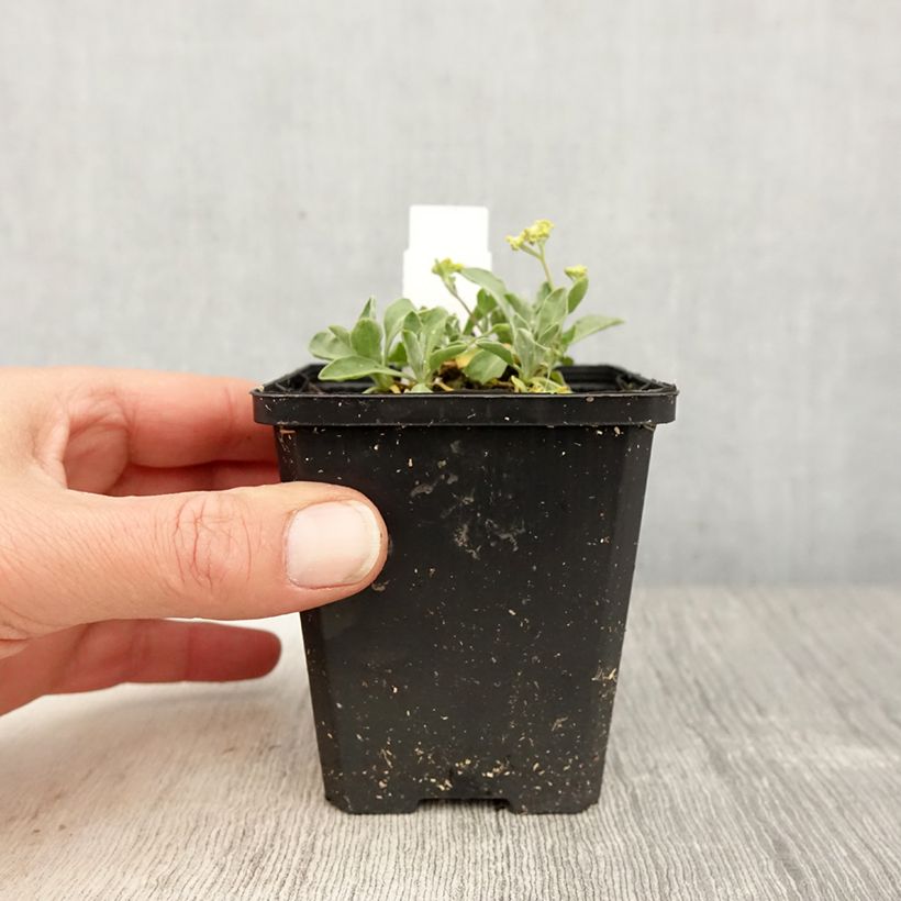 Alyssum saxatilis Compactum 8/9 cm pot sample as delivered in spring