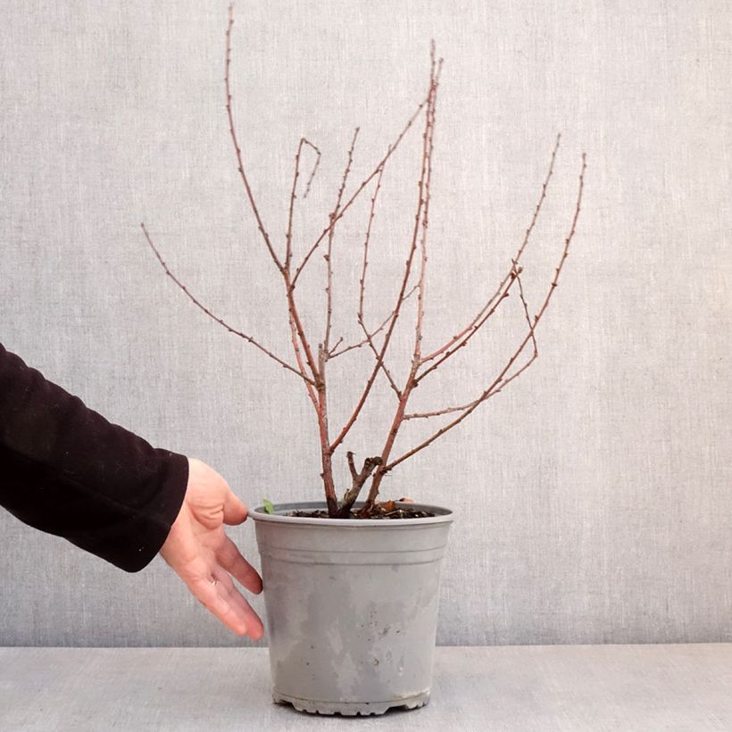 Prunus triloba Multiplex - Flowering Almond 4L/5L pot sample as delivered in spring