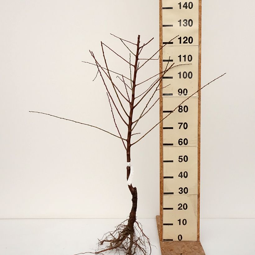 Prunus dulcis Aï - Almond Tree Bare root, Scion sample as delivered in winter