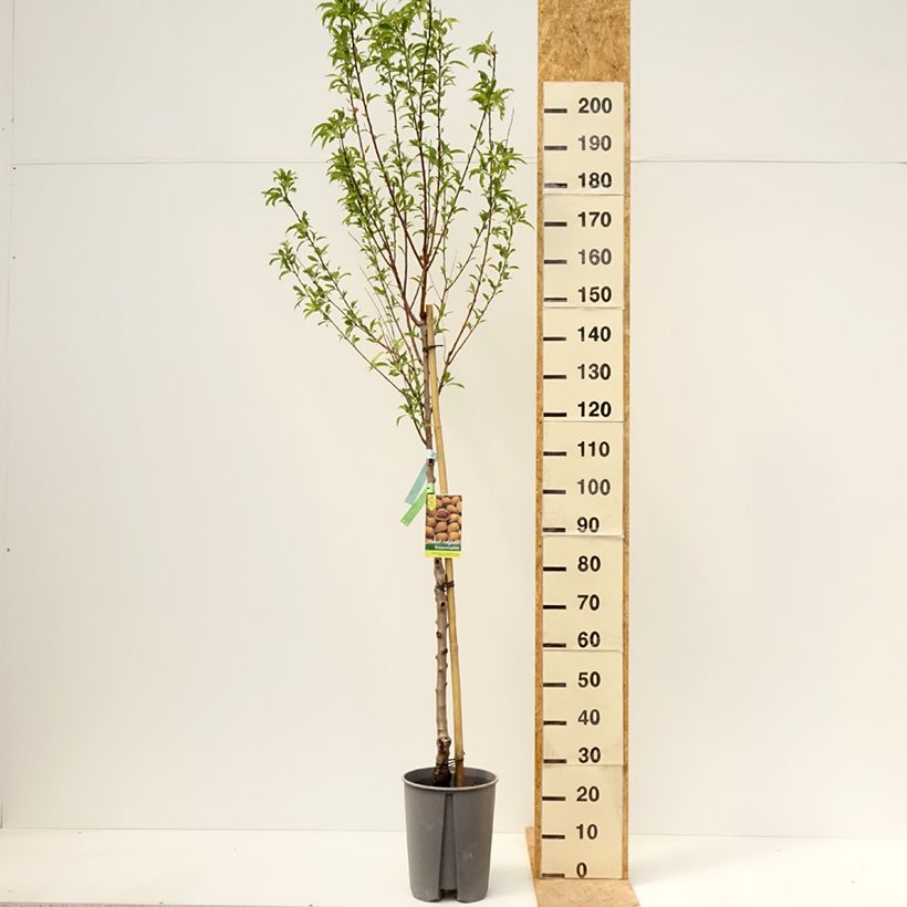 Common Almond Tree - Prunus dulcis 7.5L/10L pot, Half standard sample as delivered in spring