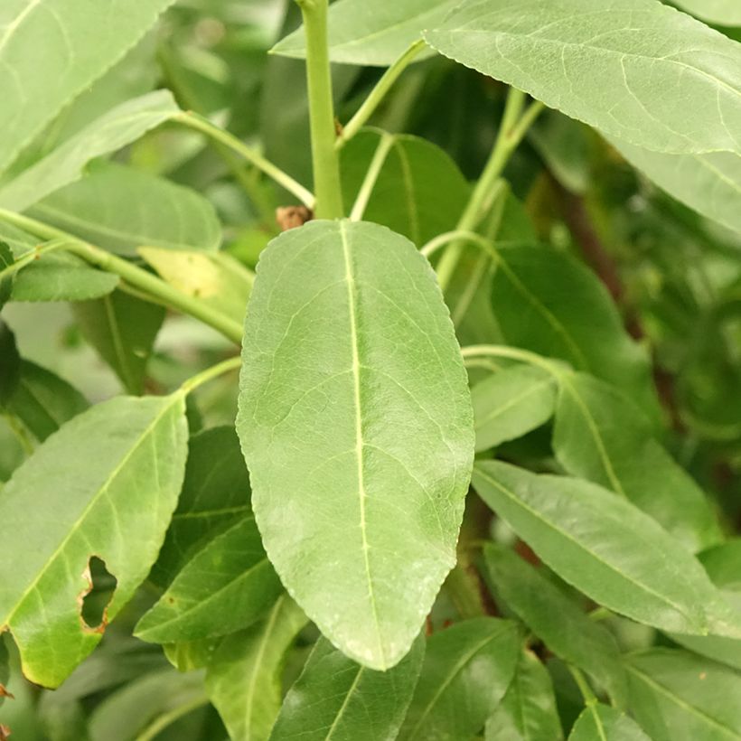 Prunus dulcis Desmayo Largueta - Almond tree (Foliage)
