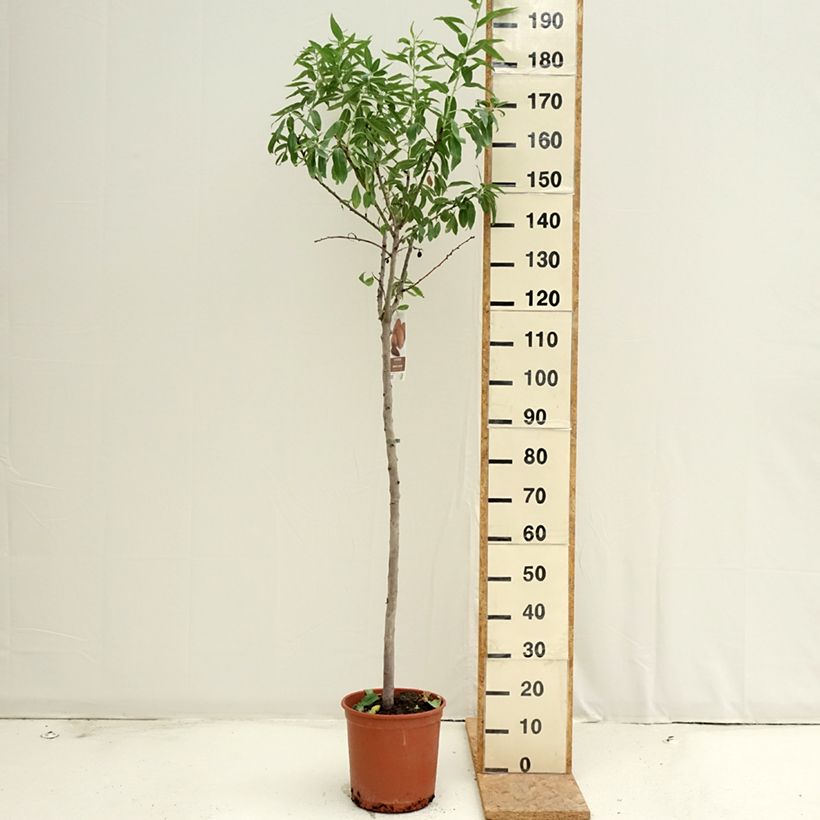 Prunus dulcis Desmayo Largueta - Almond tree 7.5L/10L pot, Half standard sample as delivered in summer
