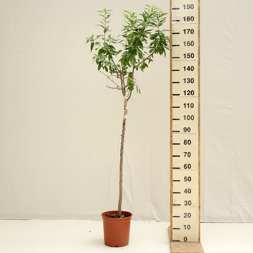Prunus dulcis Desmayo Largueta - Almond tree 7.5L/10L pot, Half standard sample as delivered in spring