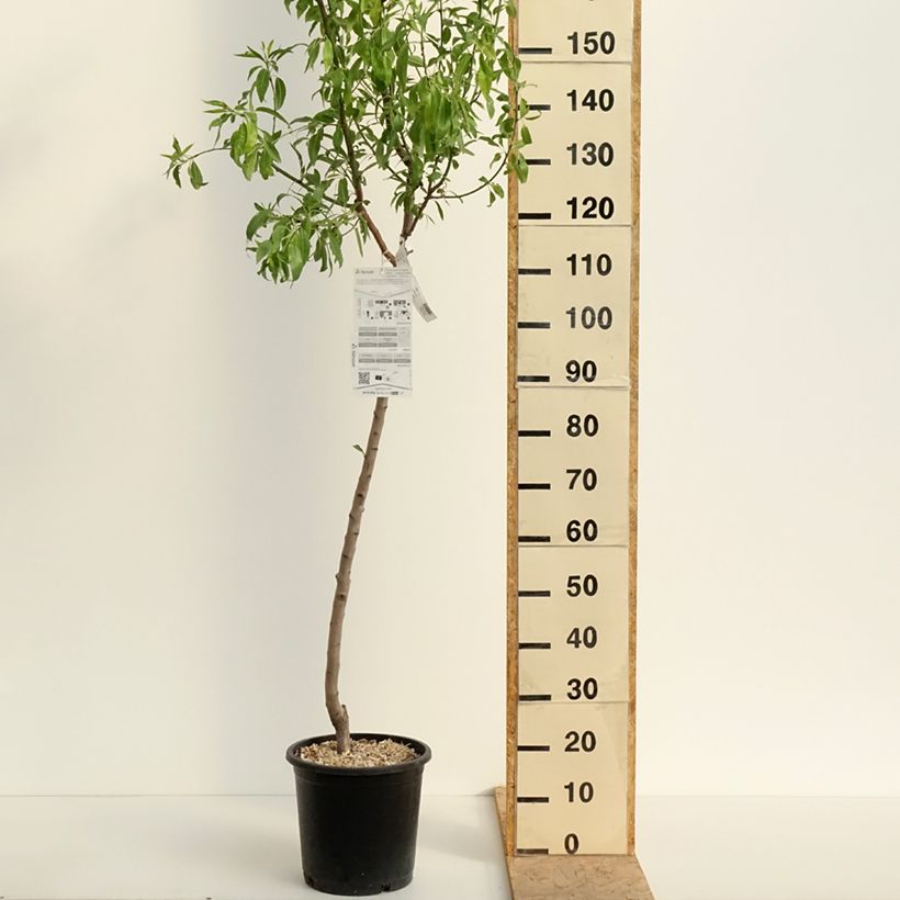 Ferragnes Almond Tree 7.5L/10L pot, Goblet sample as delivered in spring