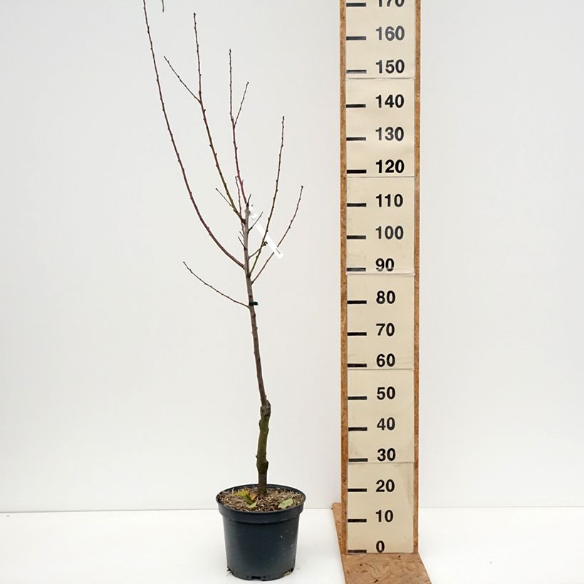 Ferragnes Almond Tree 7.5L/10L pot, Goblet sample as delivered in autumn