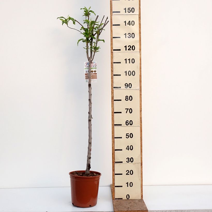 Prunus dulcis Lauranne - Almond Tree 7.5L/10L pot, Half standard sample as delivered in winter