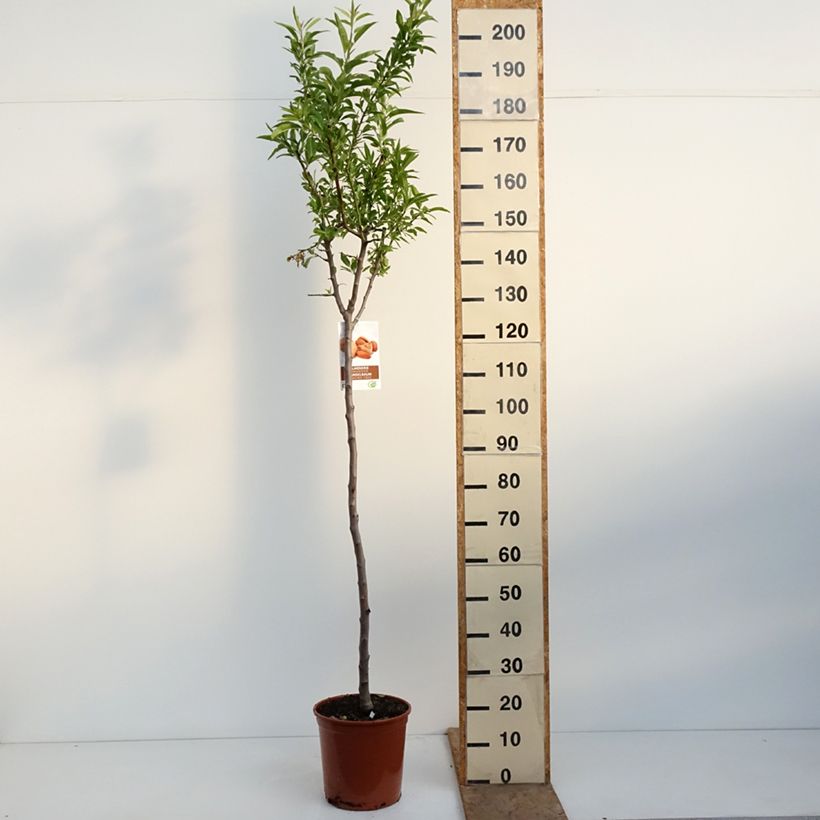 Prunus dulcis Lauranne - Almond Tree 7.5L/10L pot, Half standard sample as delivered in spring