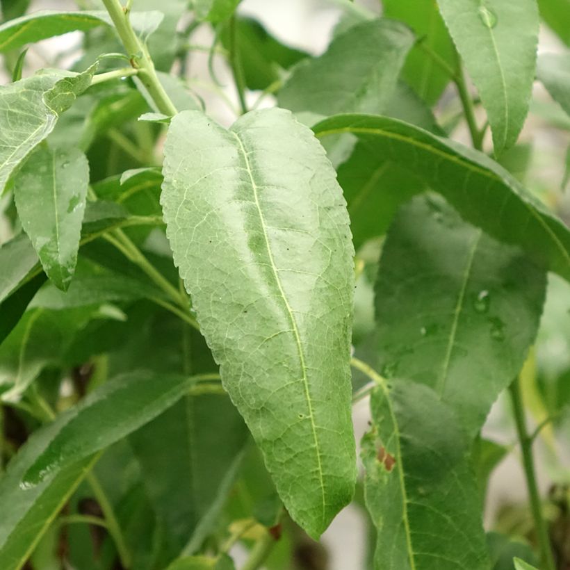 Prunus dulcis Marcona - Almond (Foliage)