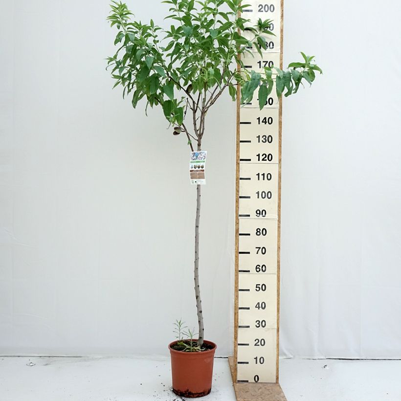 Prunus dulcis Marcona - Almond 7.5L/10L pot, Half standard sample as delivered in summer