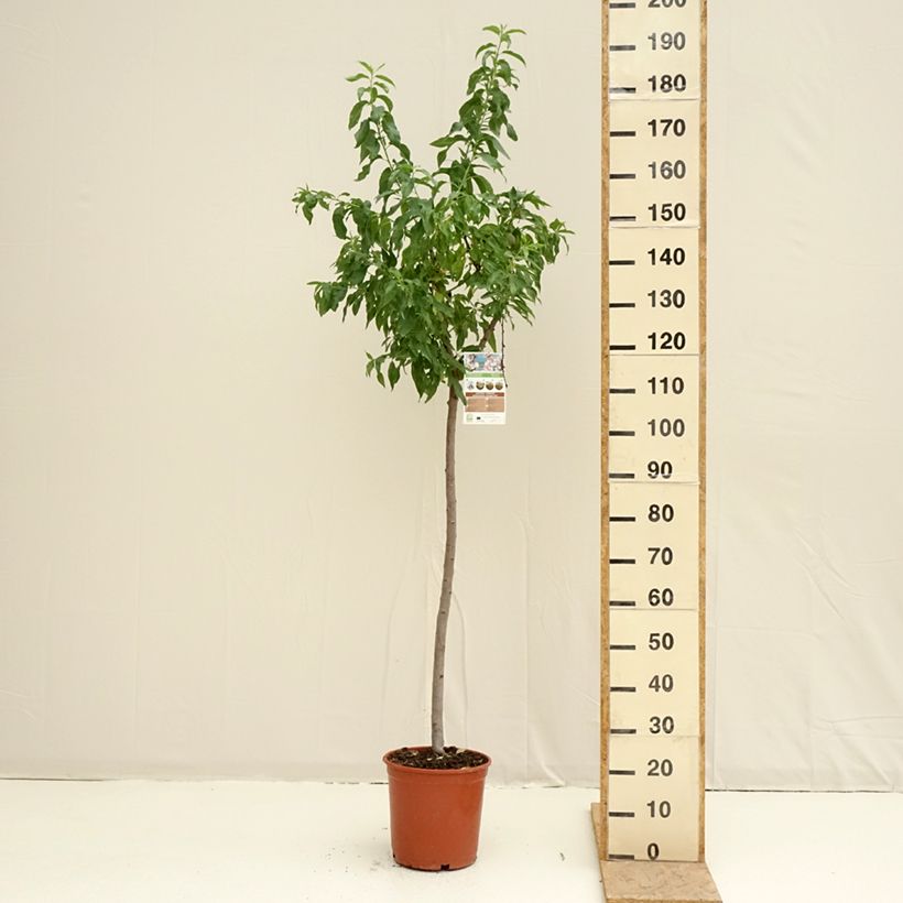 Prunus dulcis Marcona - Almond 7.5L/10L pot, Half standard sample as delivered in spring