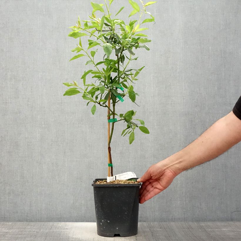 Prunus dulcis Fruit me Almond me 4L/5L pot, Dwarf sample as delivered in spring