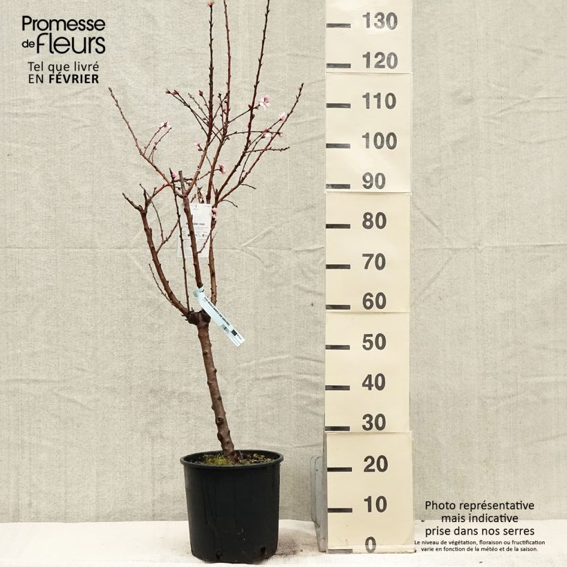 Dwarf Almond Garden Prince 6L/7L pot, Dwarf sample as delivered in winter
