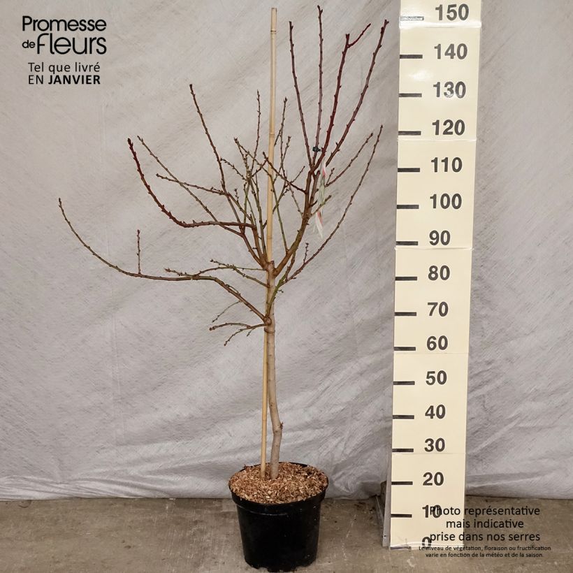 Prunus dulcis Princesse - Almond Tree 7.5L/10L pot, Goblet sample as delivered in winter