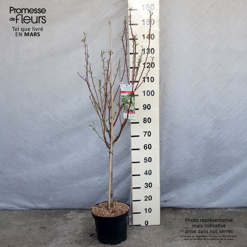 Prunus dulcis Princesse - Almond Tree 7.5L/10L pot, Goblet sample as delivered in spring