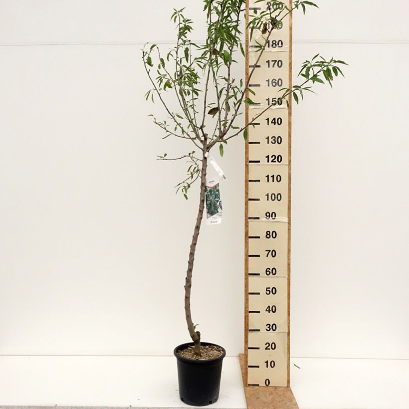 Prunus dulcis Princesse - Almond Tree 7.5L/10L pot, Goblet sample as delivered in summer