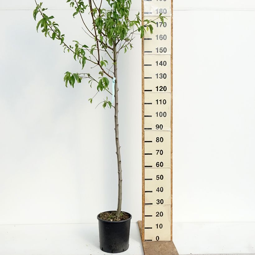 Prunus dulcis Supernova - Almond Tree 7.5L/10L pot, Half standard sample as delivered in spring