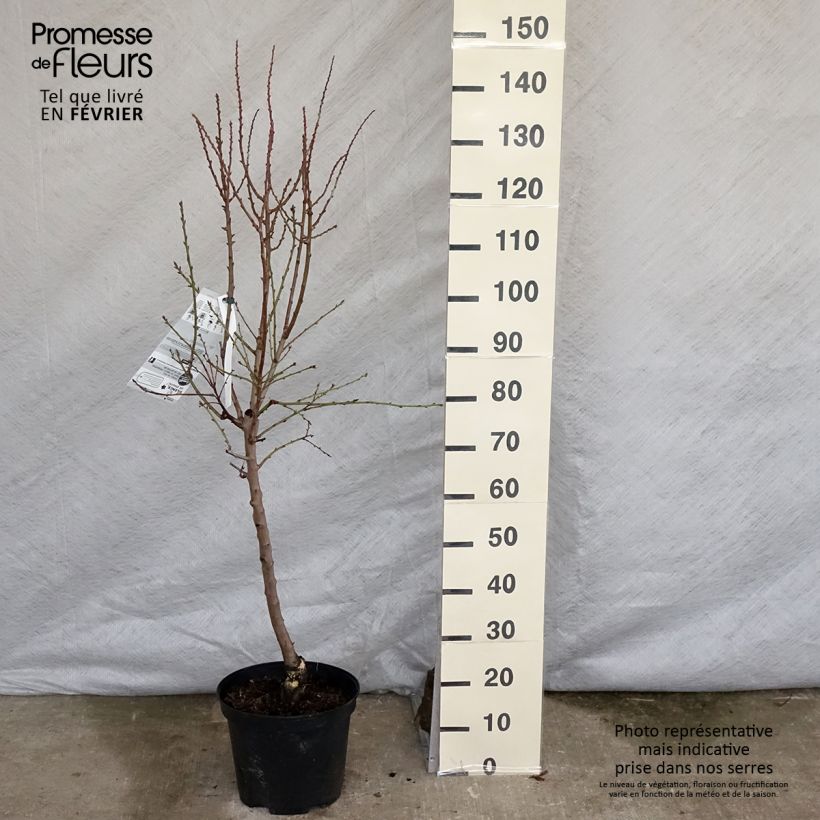 Prunus dulcis Texas - Almond Tree 7.5L/10L pot, Goblet sample as delivered in winter
