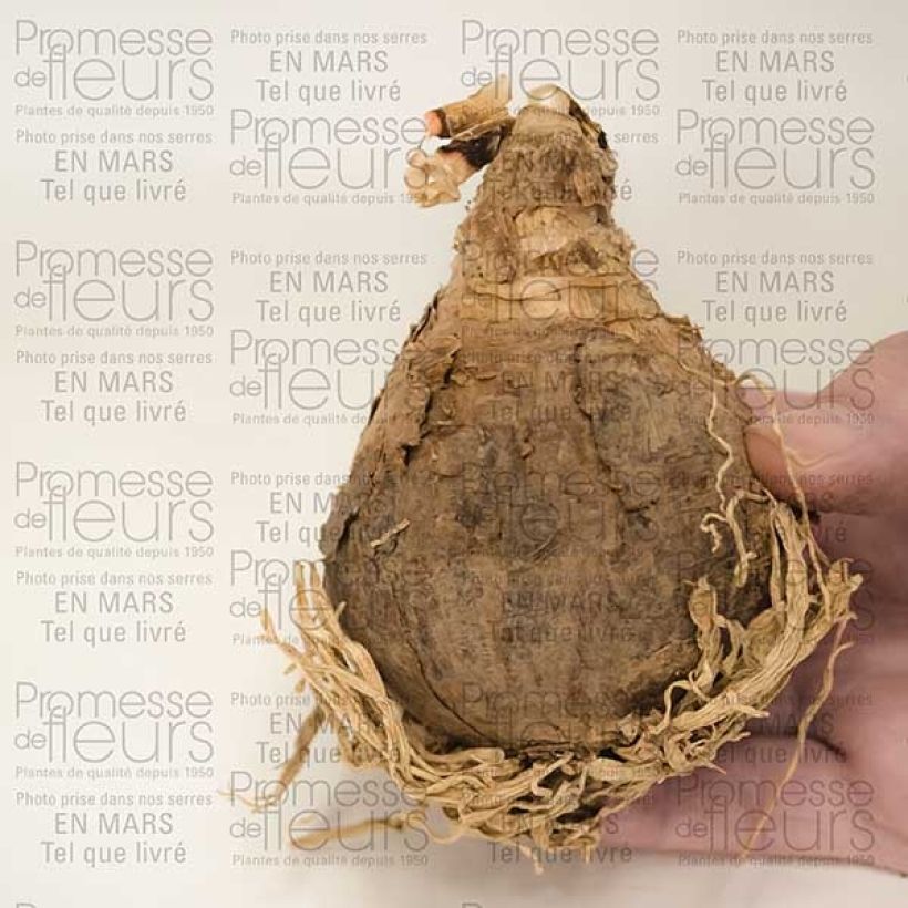 Example of Amarcrinum Howardii Bulbe calibre 20+ specimen as delivered
