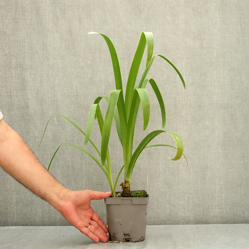 Amarine Belladiva Anastasia - Belladonna Lily 2L/3L pot size 12/14 sample as delivered in summer