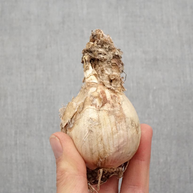 Amarine belladiva Aphrodite - Hybrid Nerine Bulb size 16+ sample as delivered in spring