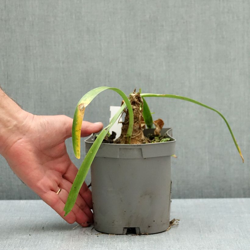 Amarine Belladiva Emmanuelle - Amarine x thunbergii 2L/3L pot size 12/14 sample as delivered in autumn